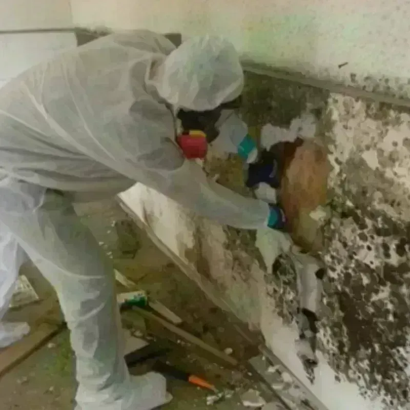 Mold Remediation and Removal in Amherst County, VA